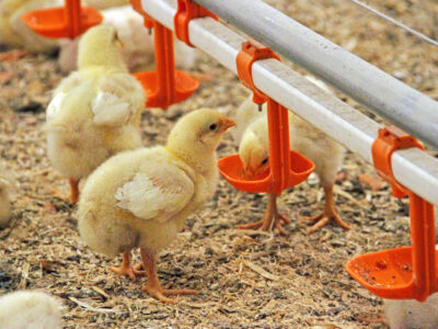 Когда цыплята справят новоселье: в Павловском округе идёт строительство новых птичников