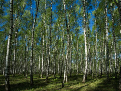 В Павловском округе «закрыли» леса